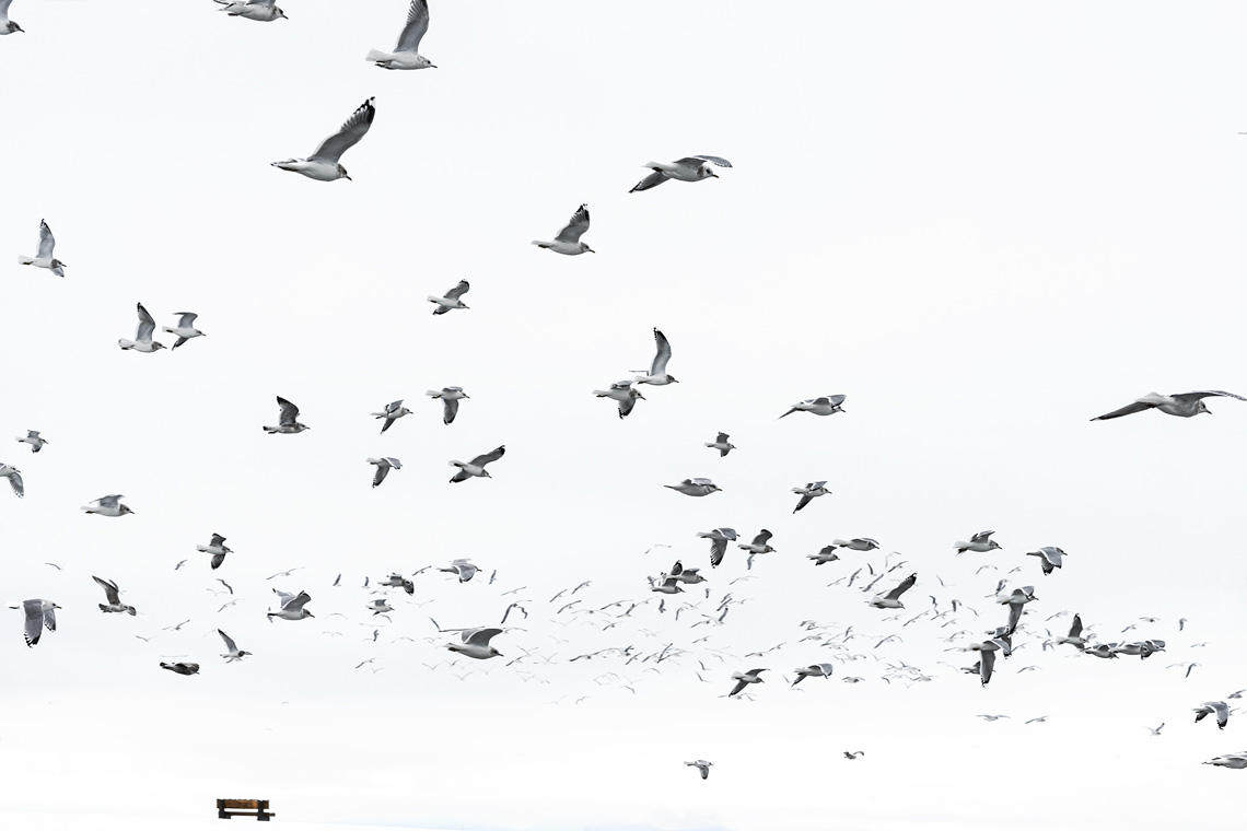 10_I-Will-Fly-Away_2018_Photograph_20x30inches_editionsof10
