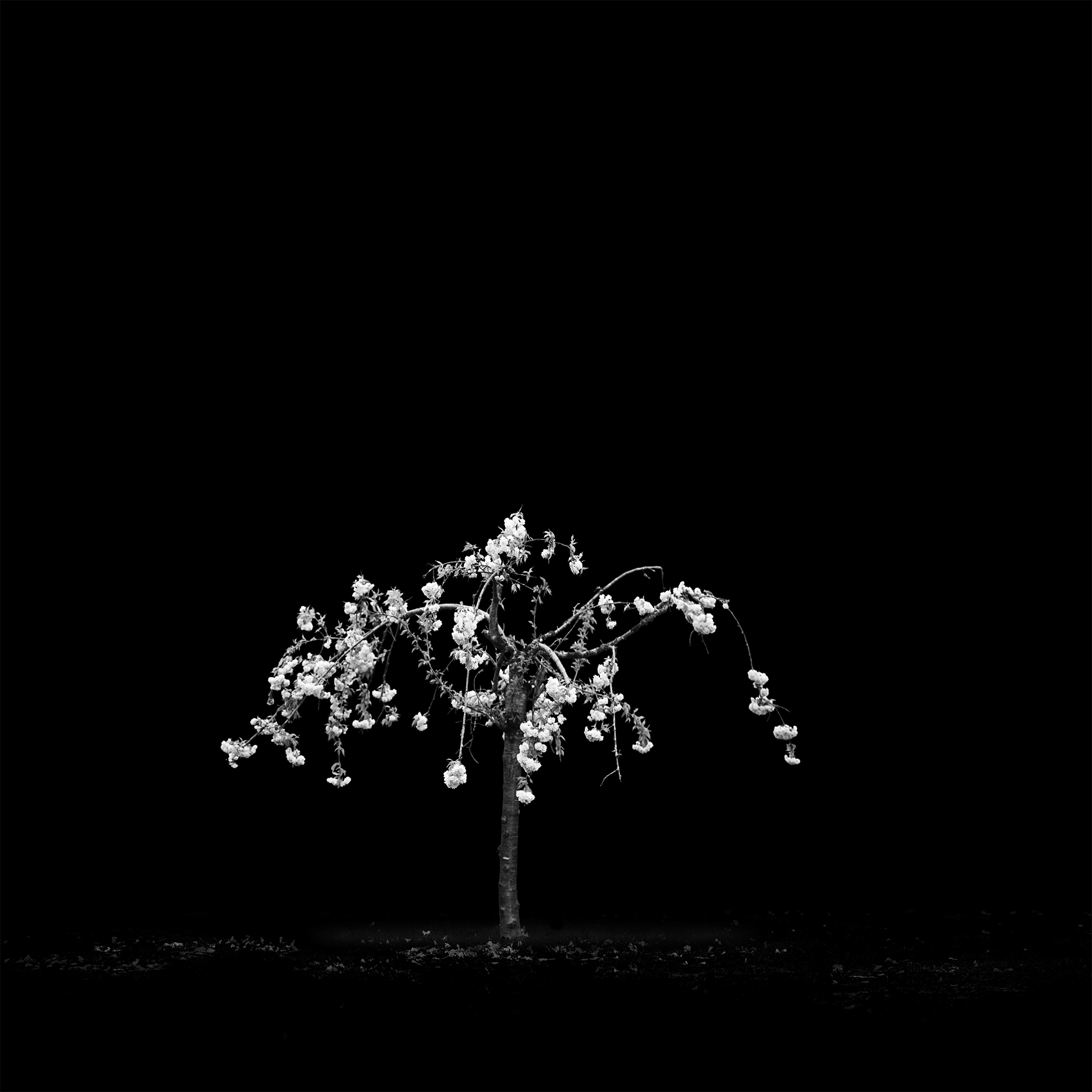 10_LanguishBloom_ShiraGold_Photograph_2018
